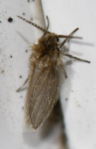Psychoda sp.